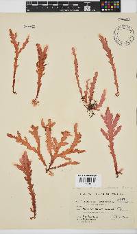 Plocamium corallorhiza image