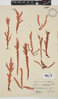 Plocamium corallorhiza image