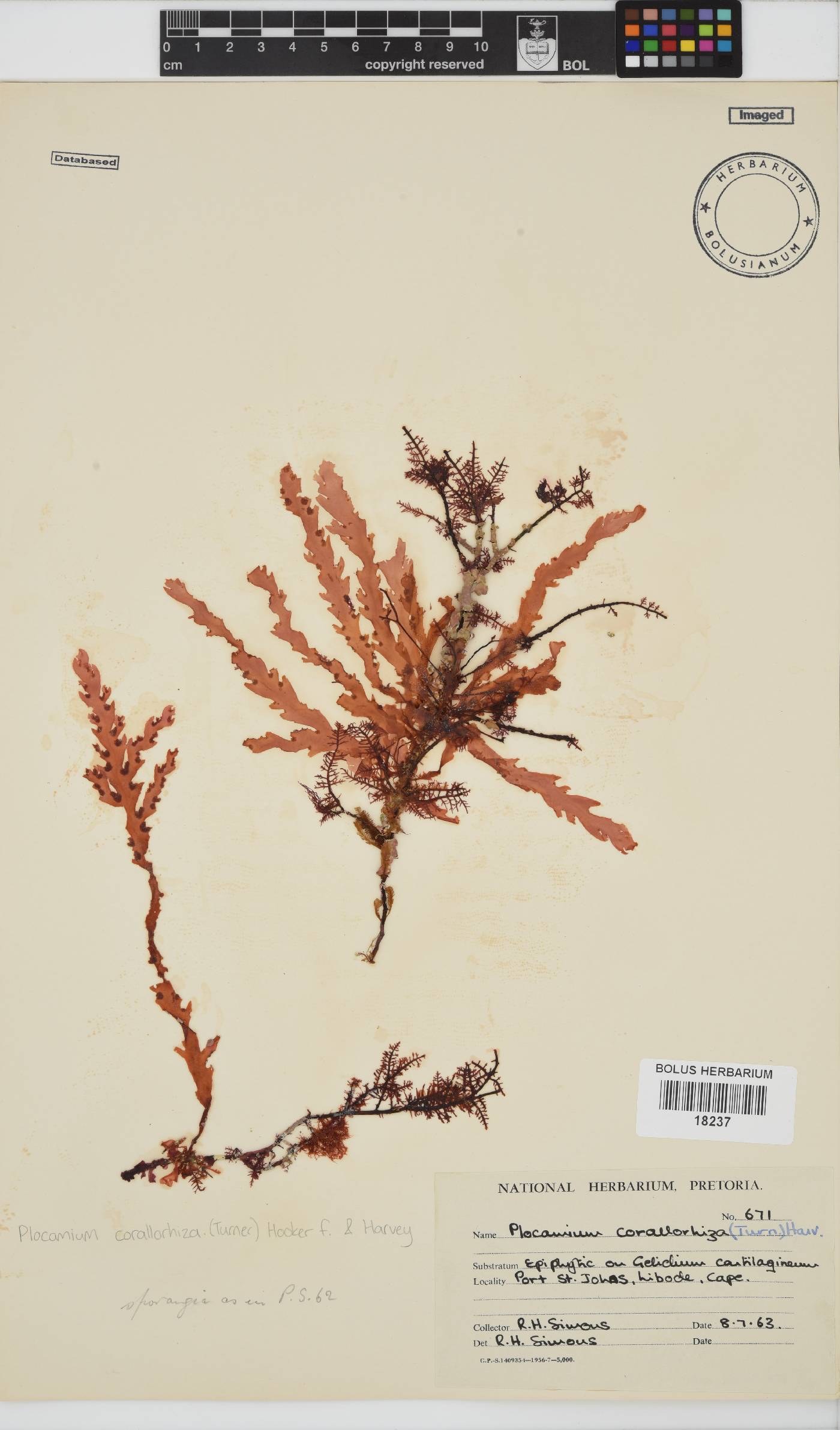 Plocamium corallorhiza image