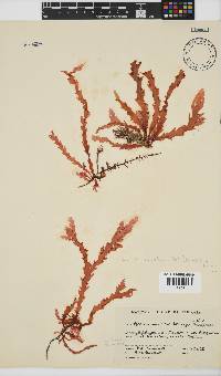 Plocamium corallorhiza image