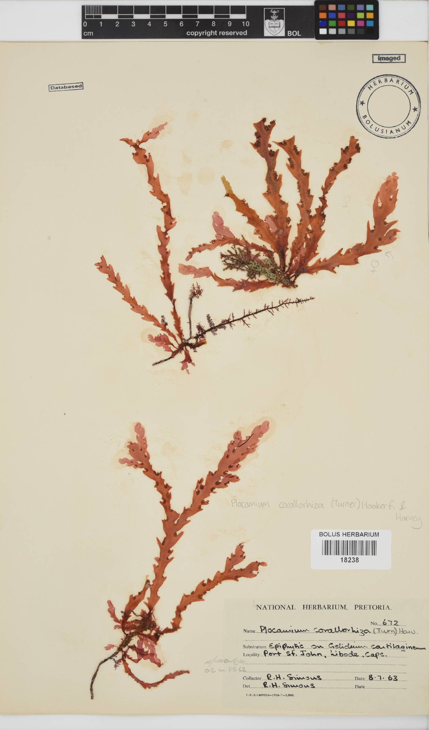Plocamium corallorhiza image