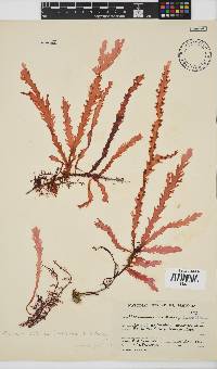 Plocamium corallorhiza image