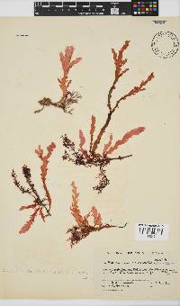 Plocamium corallorhiza image