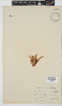 Plocamium corallorhiza image