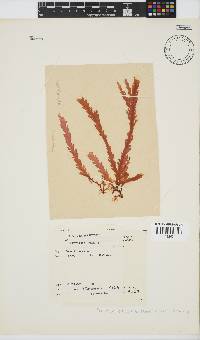 Plocamium corallorhiza image