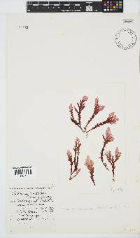 Plocamium corallorhiza image
