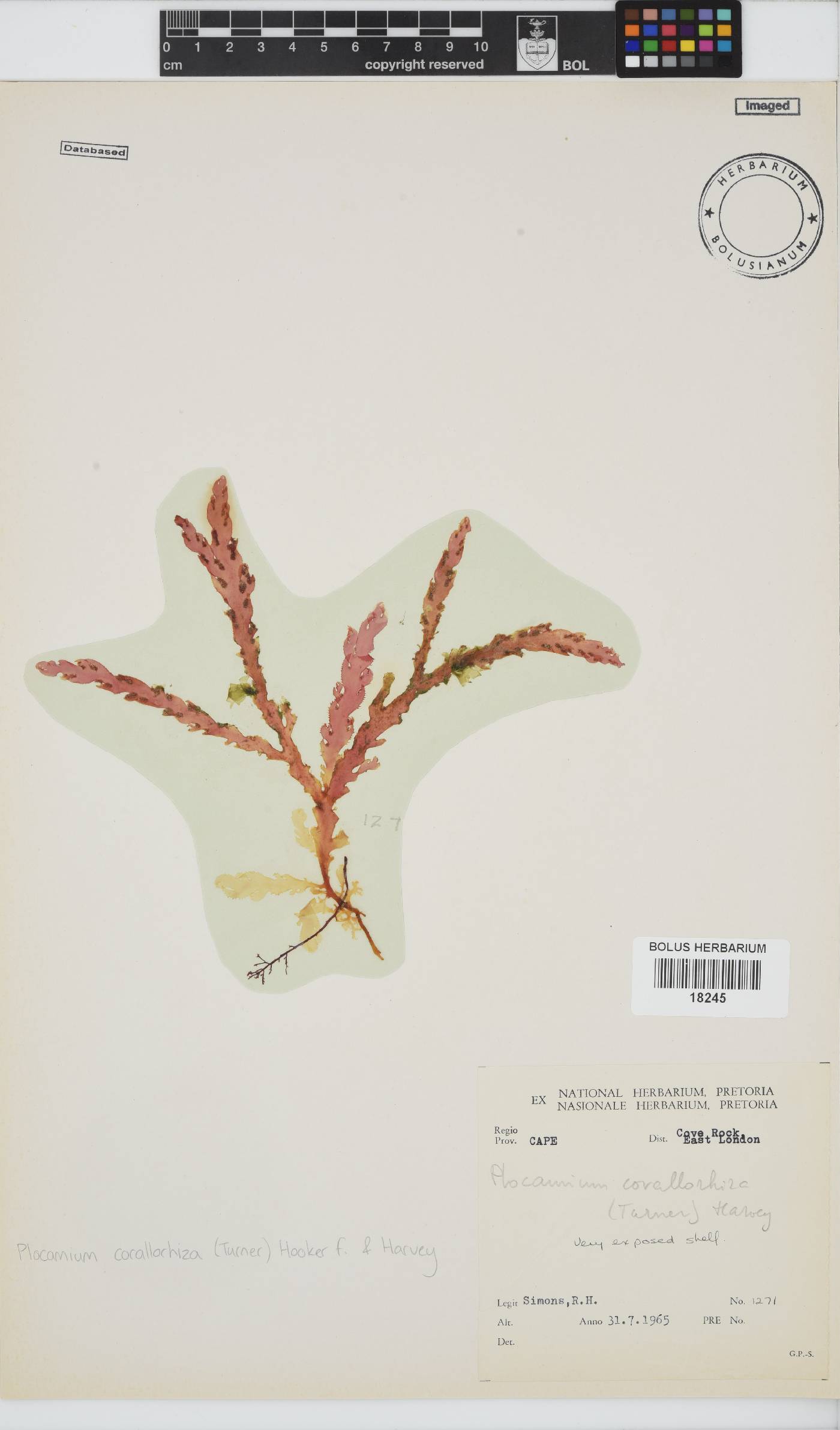 Plocamium corallorhiza image