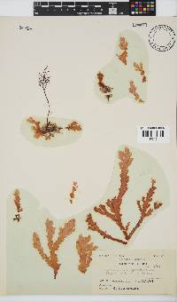 Plocamium corallorhiza image