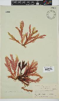 Plocamium corallorhiza image