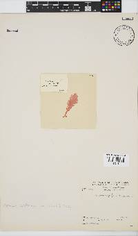 Plocamium corallorhiza image