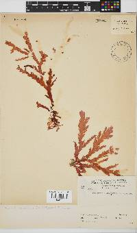 Plocamium corallorhiza image
