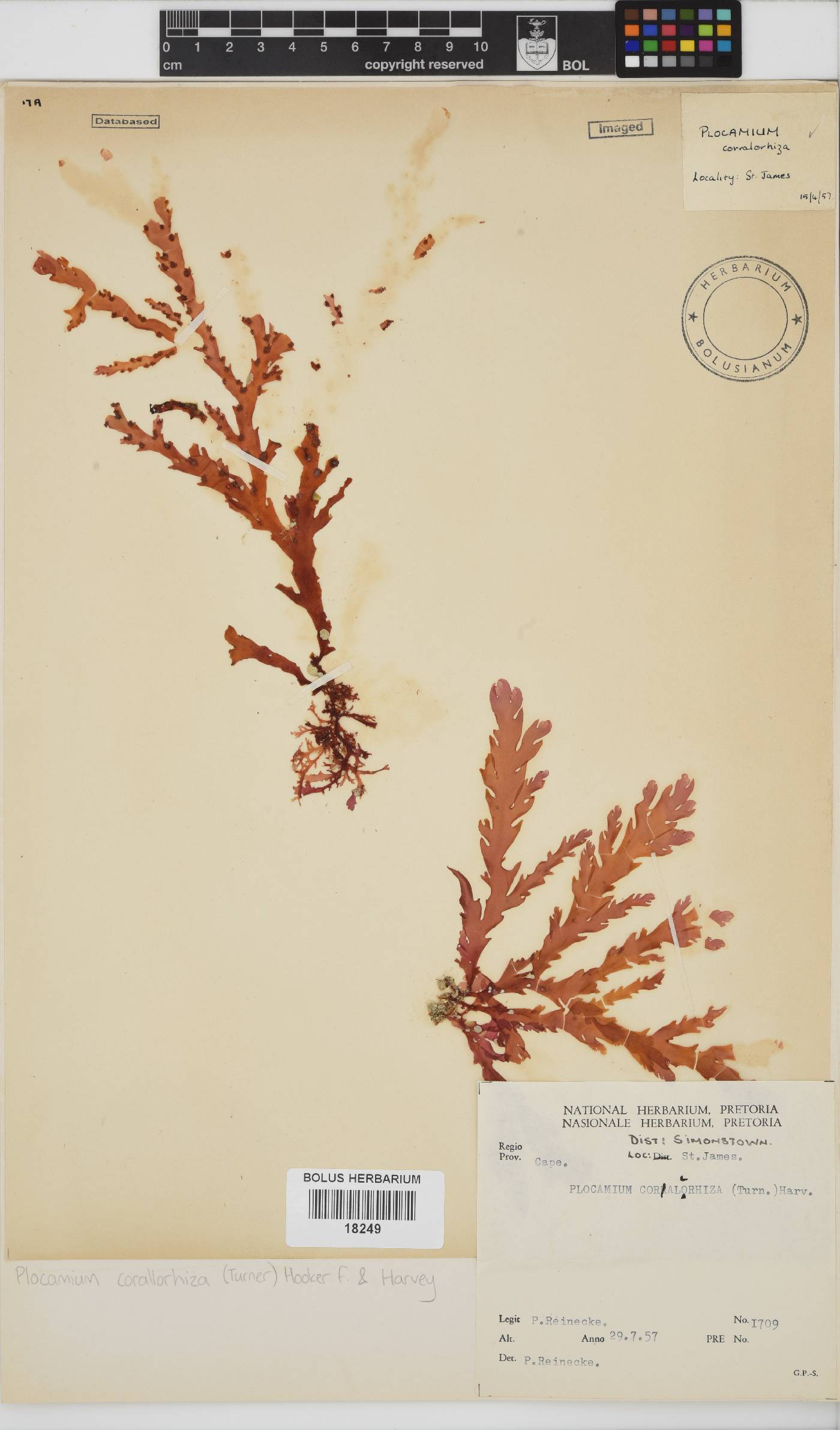 Plocamium corallorhiza image