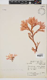 Plocamium corallorhiza image