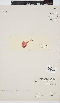 Plocamium corallorhiza image
