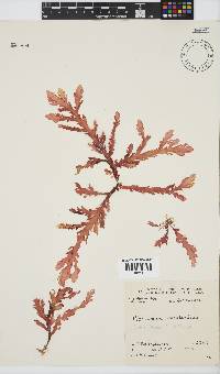 Plocamium corallorhiza image