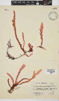 Plocamium corallorhiza image