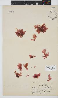 Plocamium corallorhiza image