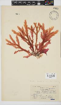 Plocamium corallorhiza image