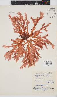 Plocamium corallorhiza image