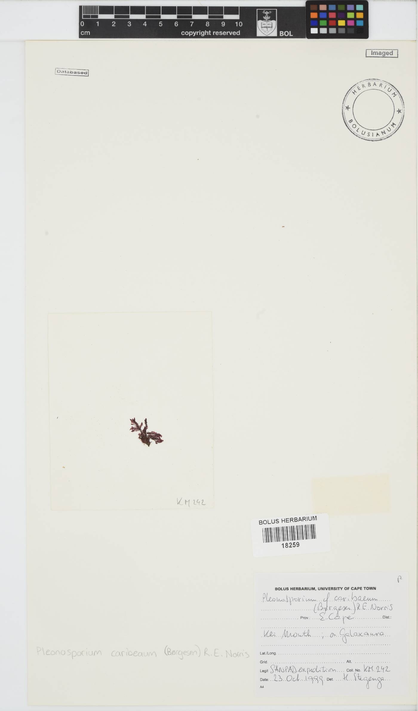 Spongoclonium caribaeum image