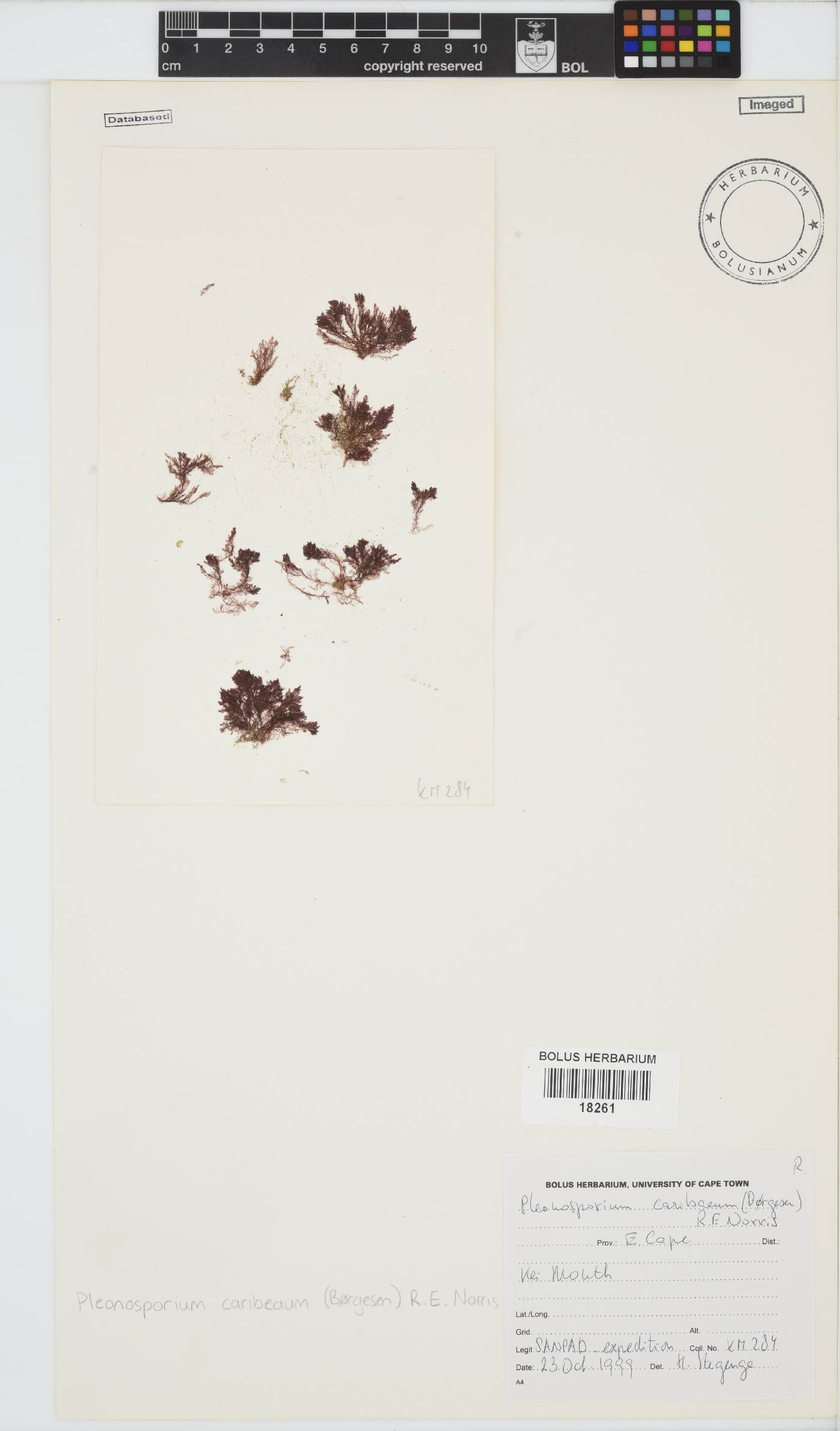 Spongoclonium caribaeum image