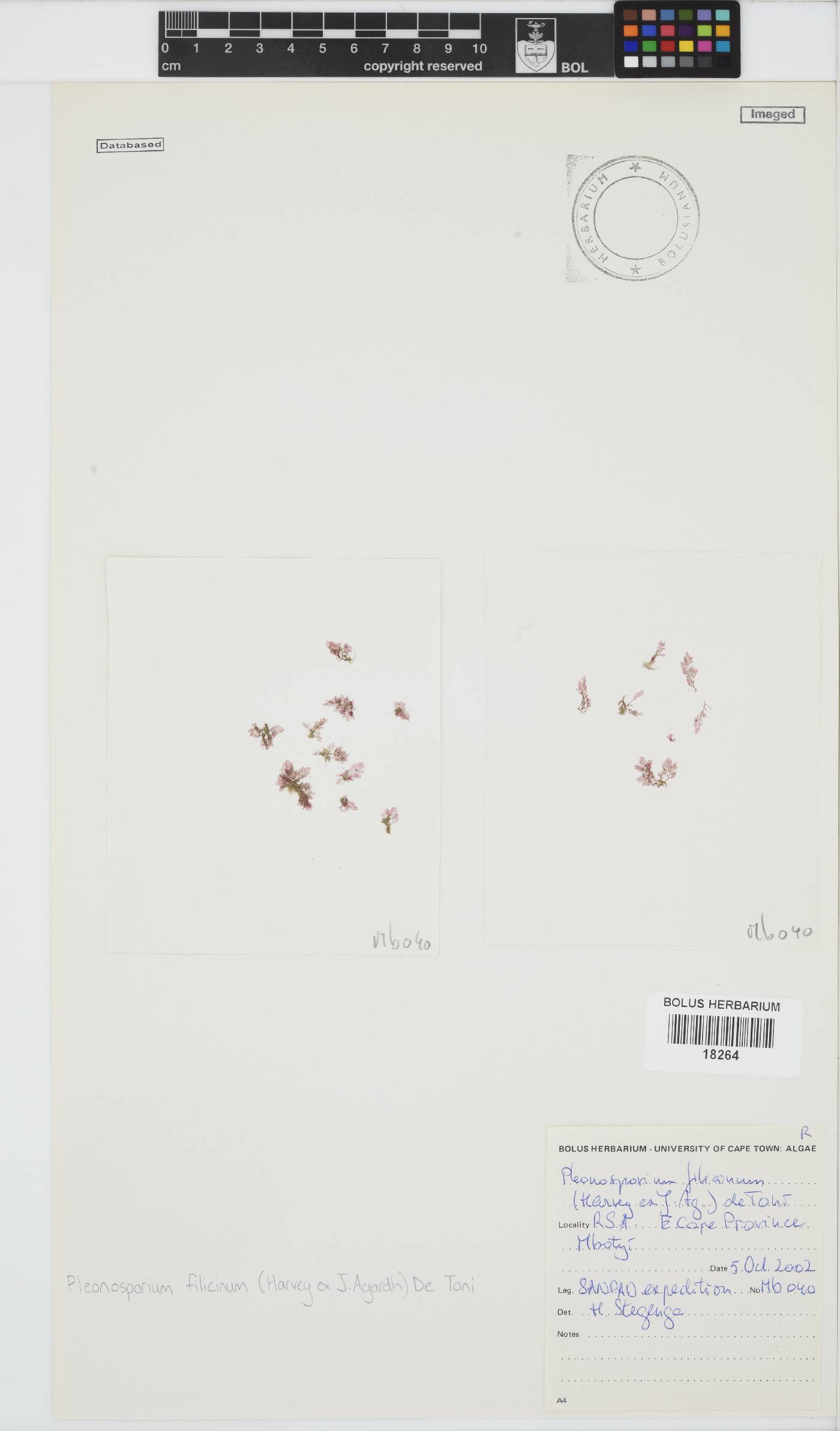 Pleonosporium filicinum image