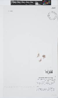 Pleonosporium filicinum image