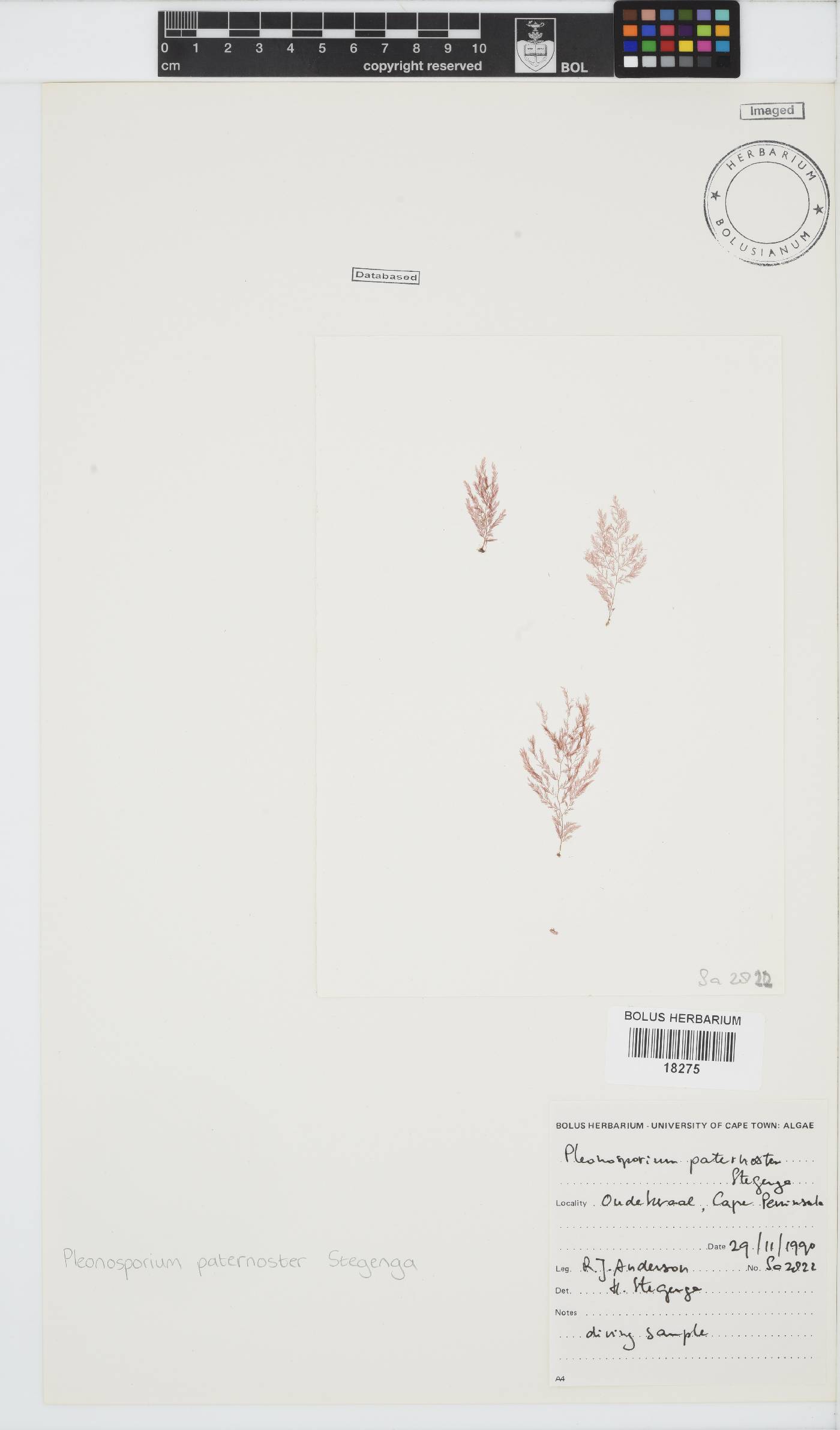 Pleonosporium paternoster image