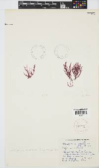 Pleonosporium ramulosum image