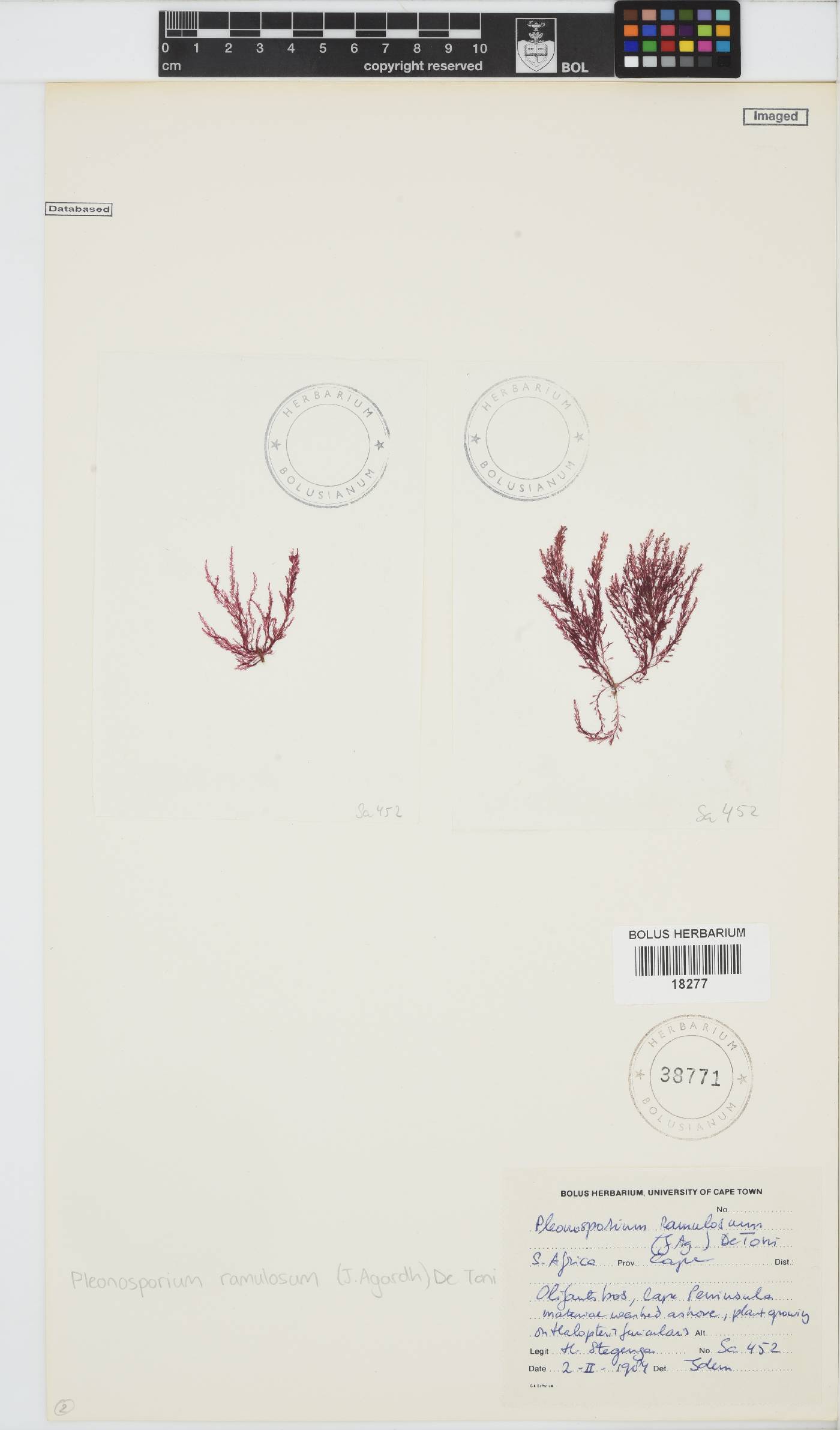 Pleonosporium ramulosum image