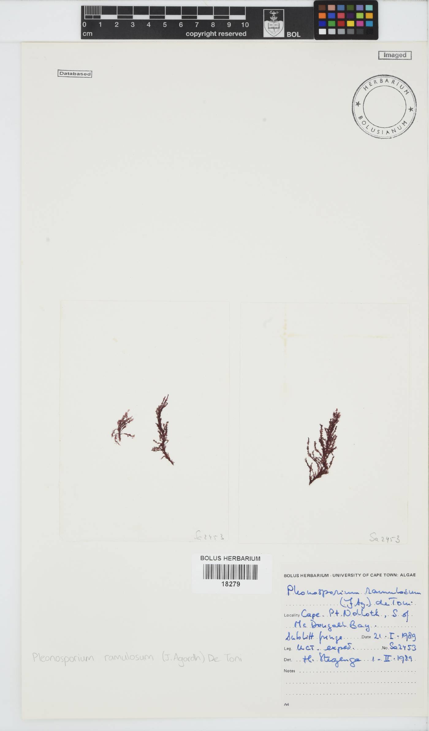Pleonosporium ramulosum image