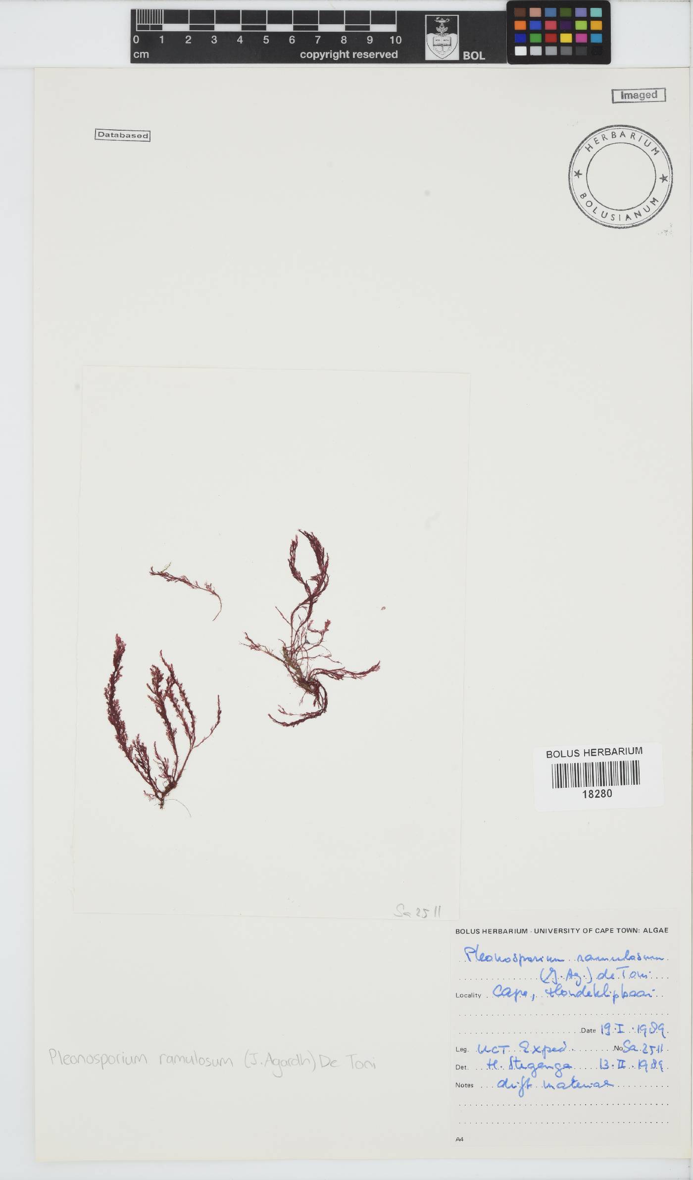 Pleonosporium ramulosum image