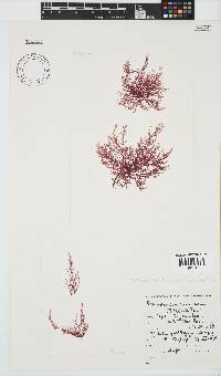 Pleonosporium ramulosum image