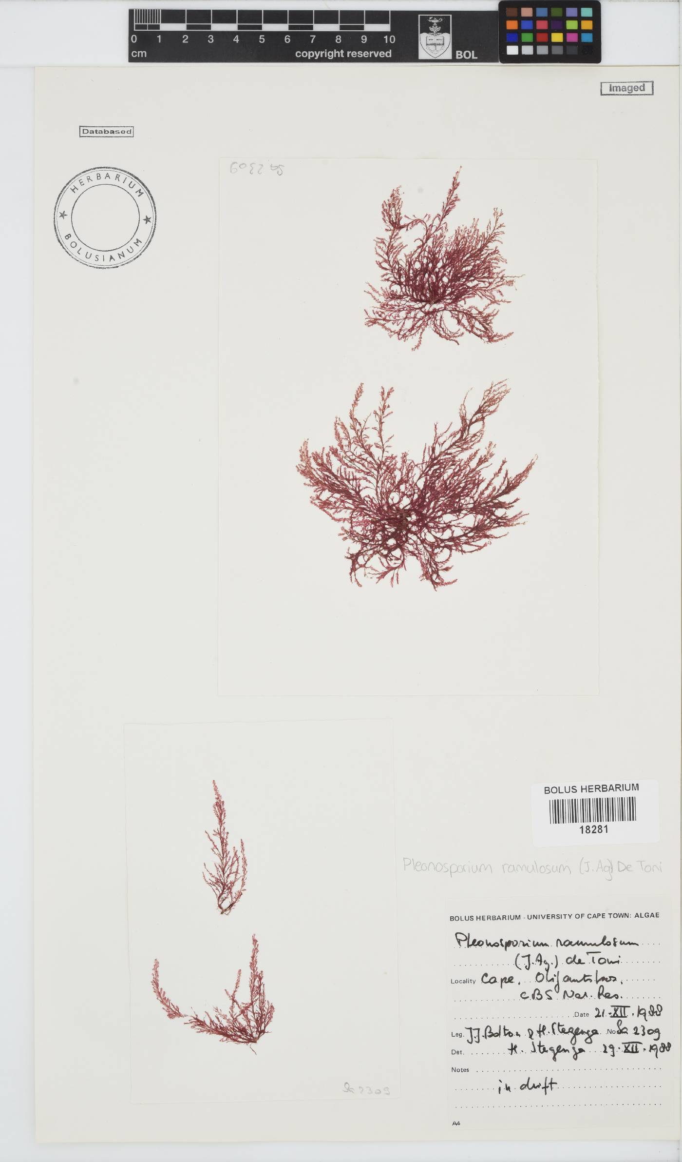 Pleonosporium ramulosum image