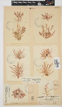 Pleonosporium ramulosum image