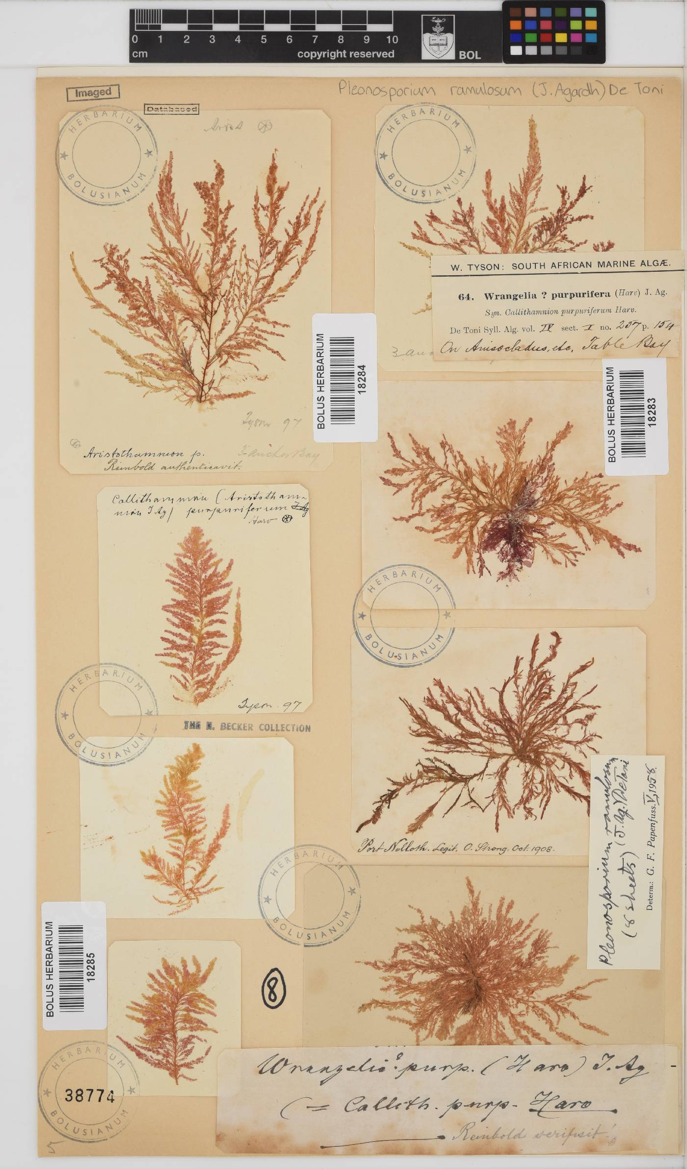 Pleonosporium ramulosum image
