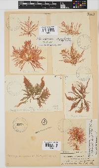 Pleonosporium ramulosum image