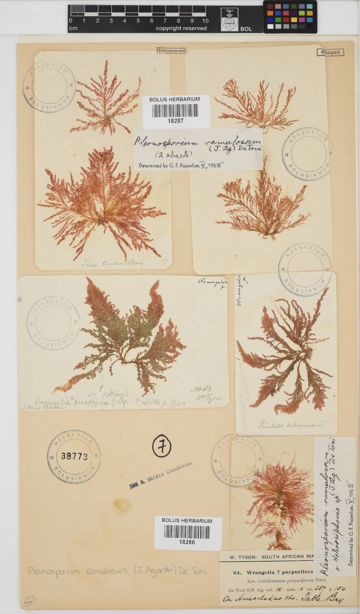 Pleonosporium ramulosum image