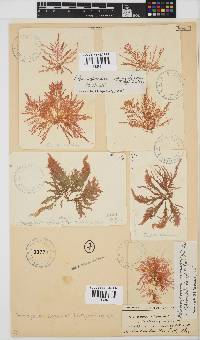 Pleonosporium ramulosum image