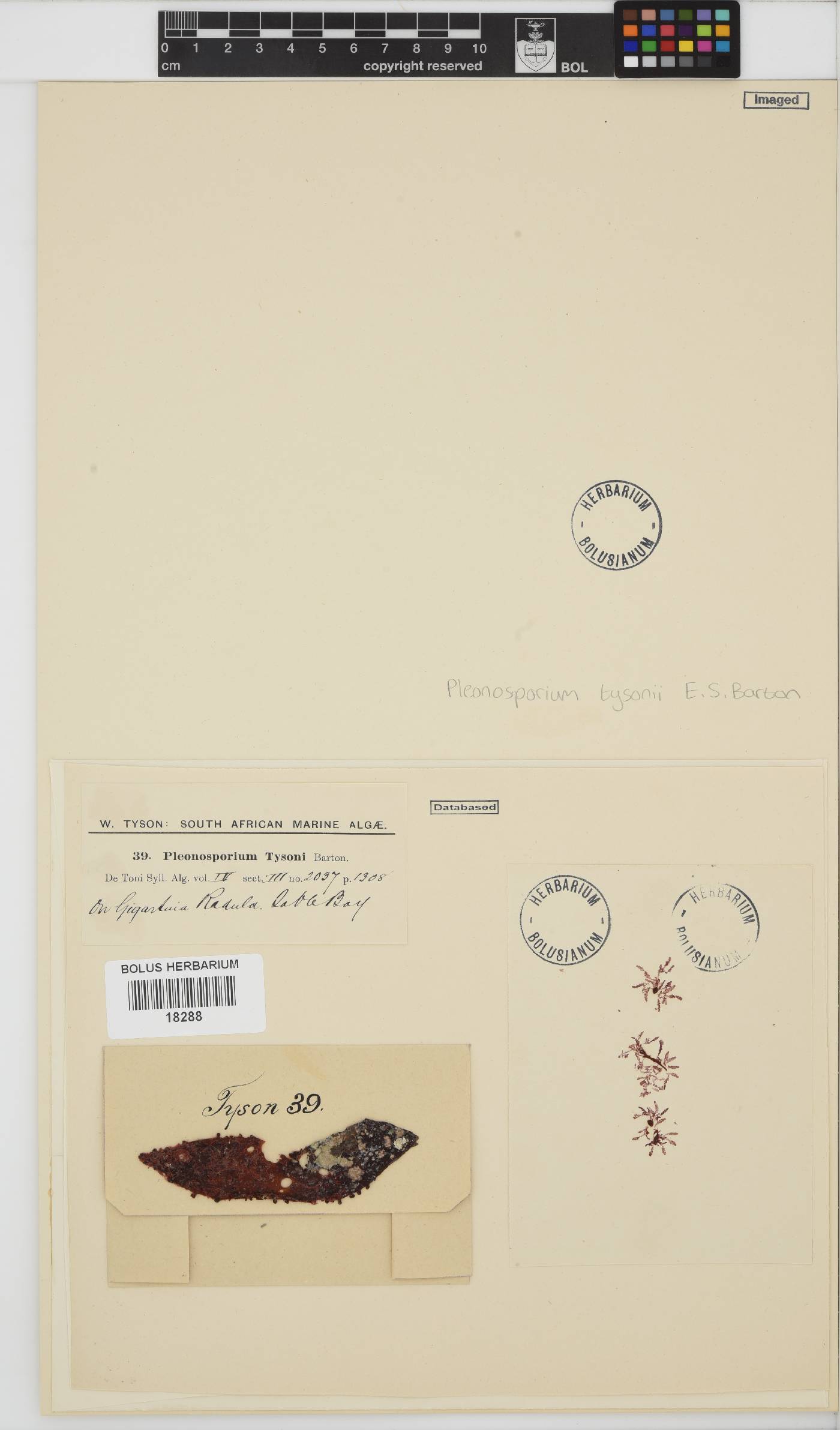 Pleonosporium tysonii image