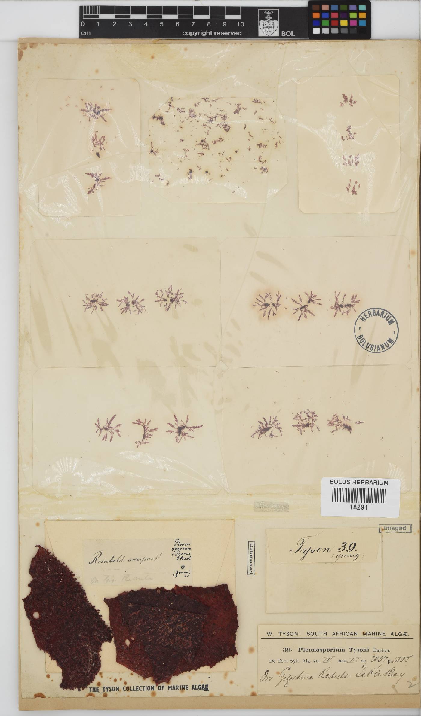 Pleonosporium tysonii image