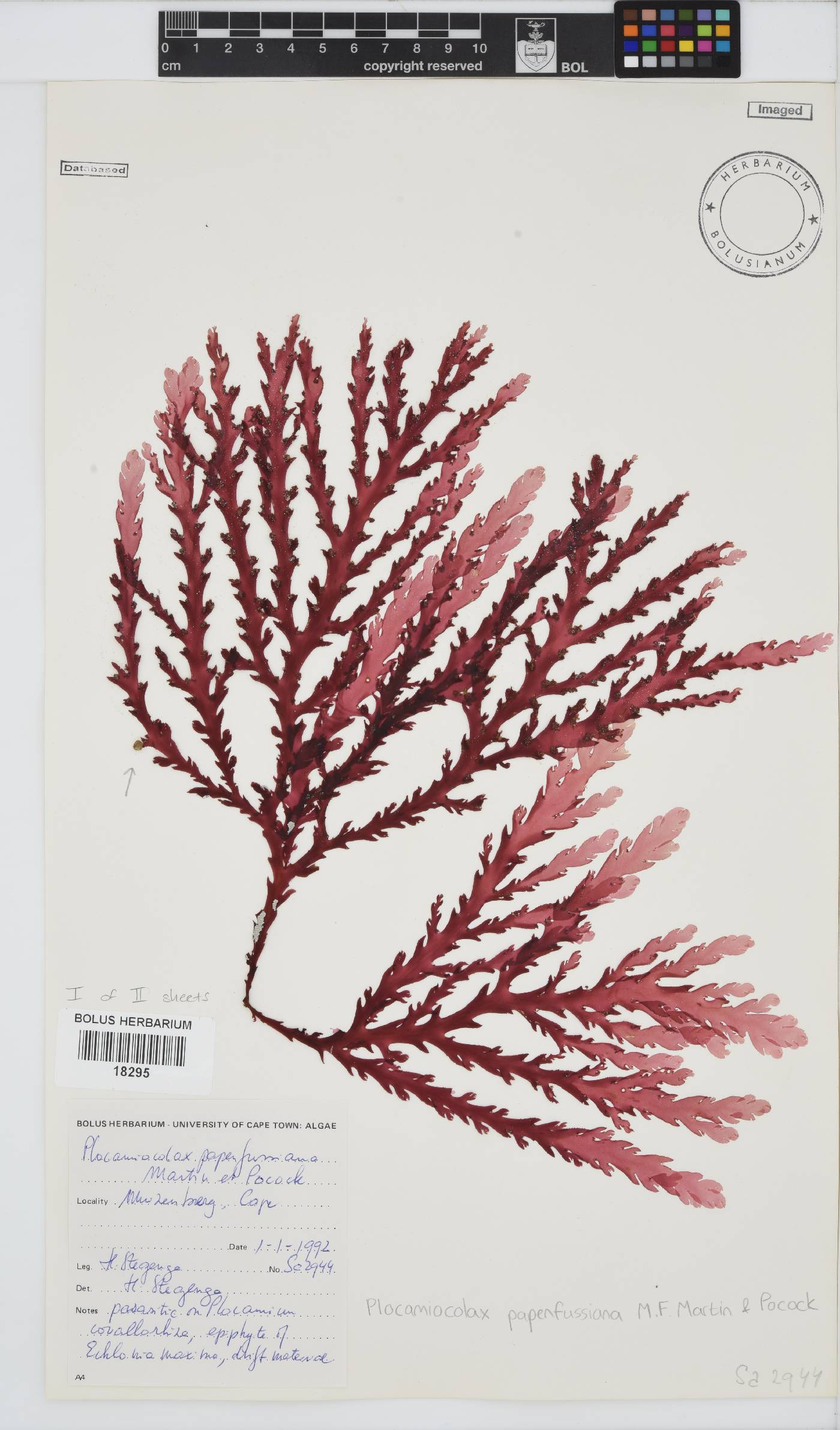 Plocamiocolax papenfussianus image