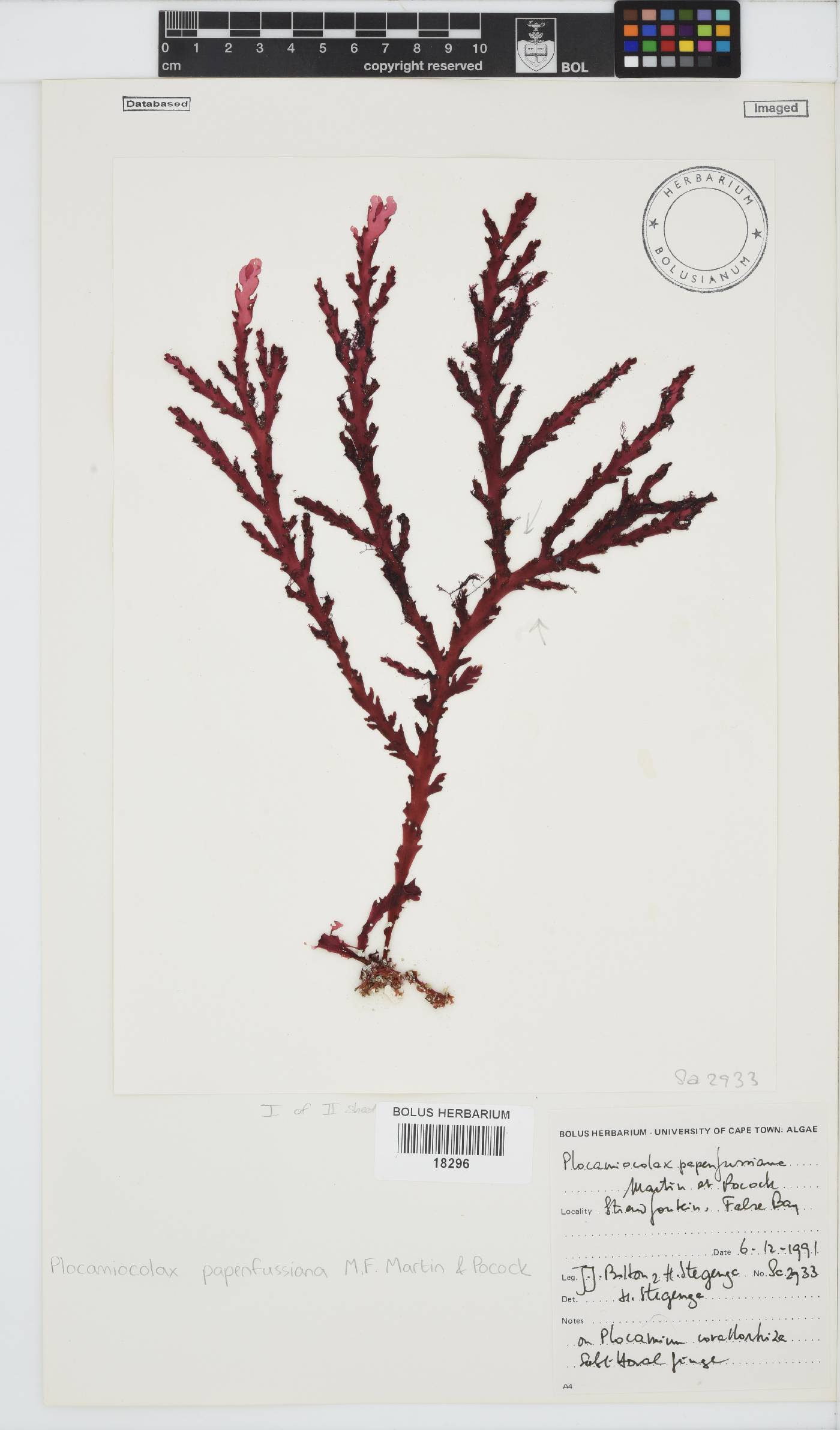 Plocamiocolax papenfussianus image