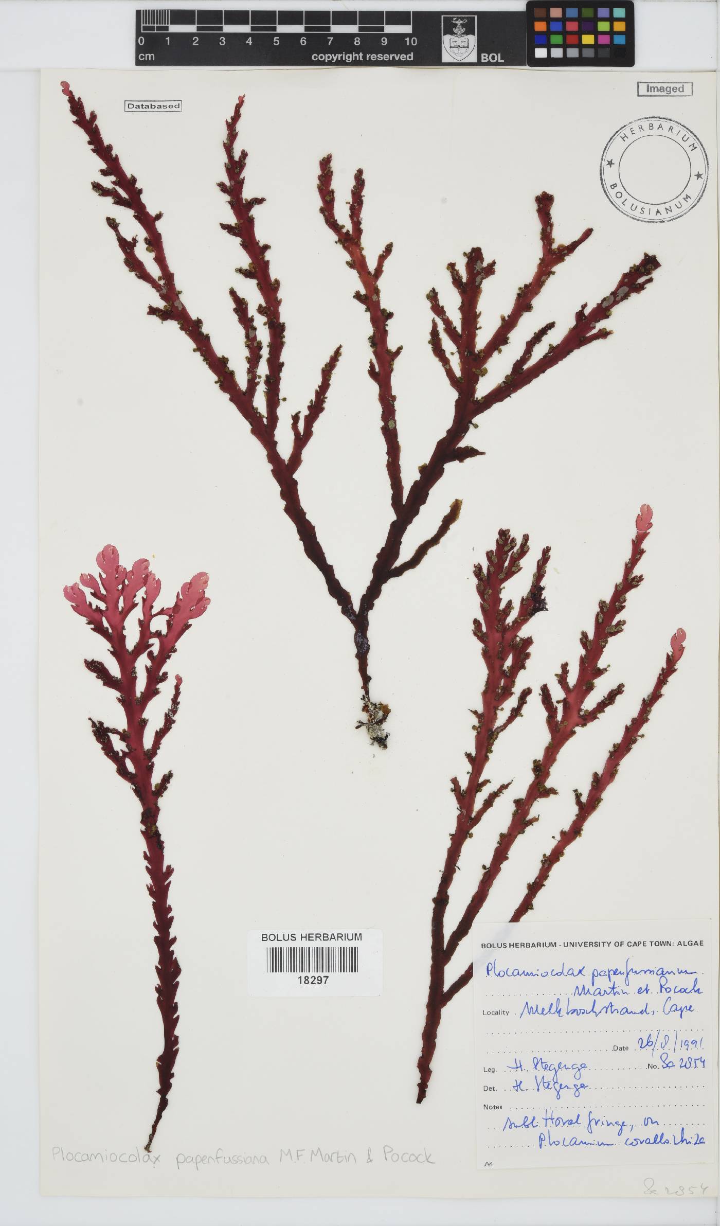 Plocamiocolax papenfussianus image