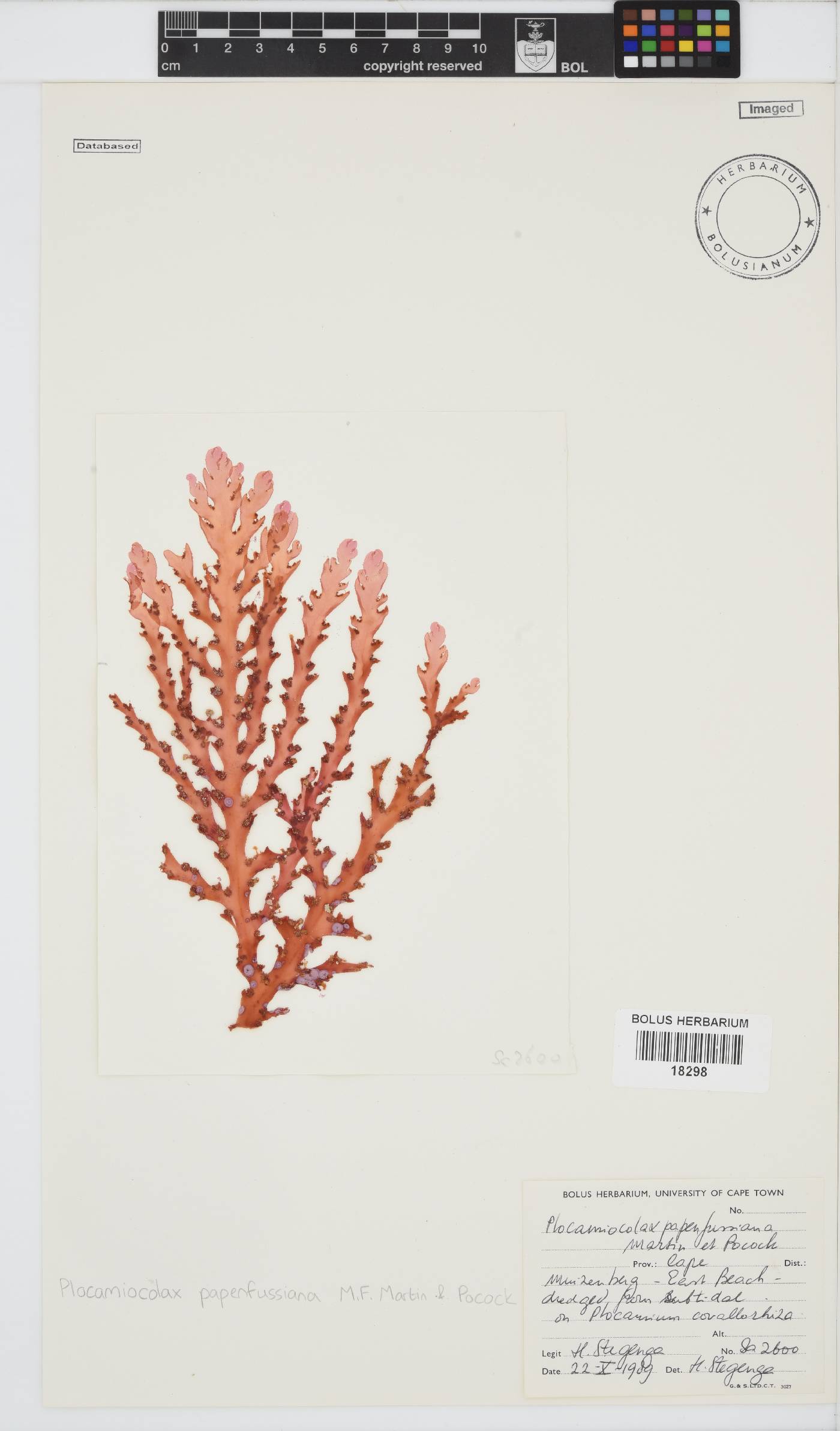 Plocamiocolax papenfussianus image