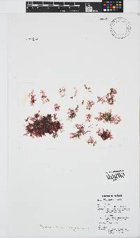 Image of Plocamium beckeri