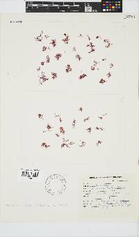 Plocamium beckeri image