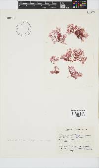 Plocamium beckeri image