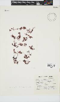 Plocamium beckeri image