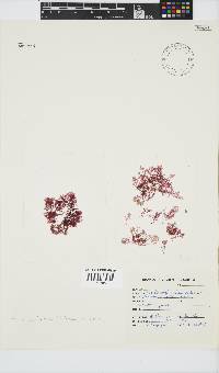 Plocamium beckeri image
